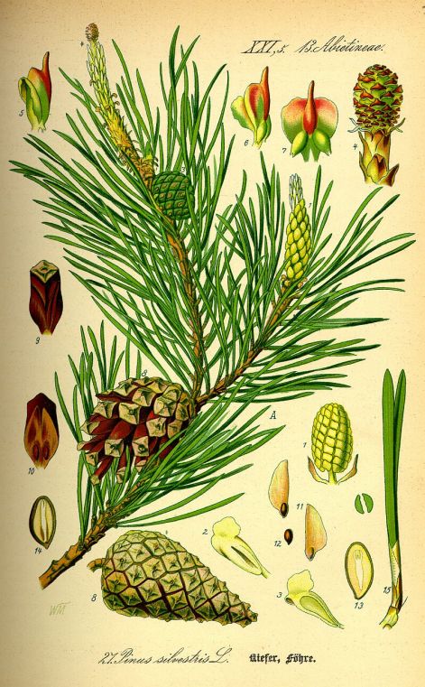 pinus_sylvestris_b.jpg